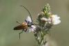 Stenurella sp.